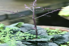 Gymnostachyum polyanthum